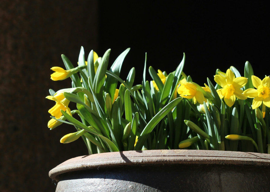 Plant in a pot